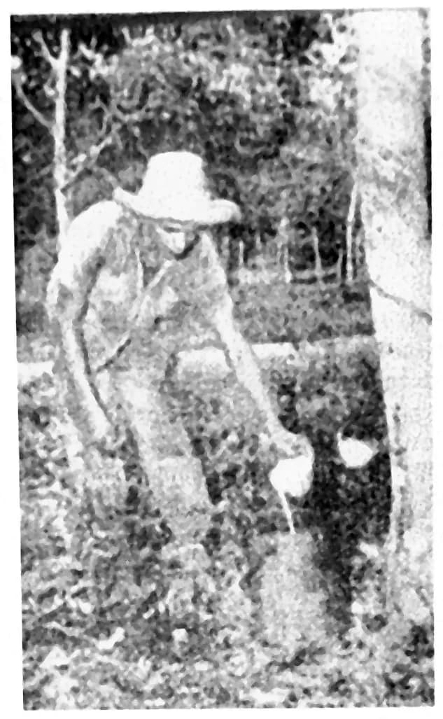 Fotografia de um seringueiro extraindo látex do tronco de uma seringueira com uma tigela presa ao tronco